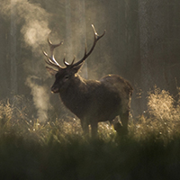 Whispers in the Woods