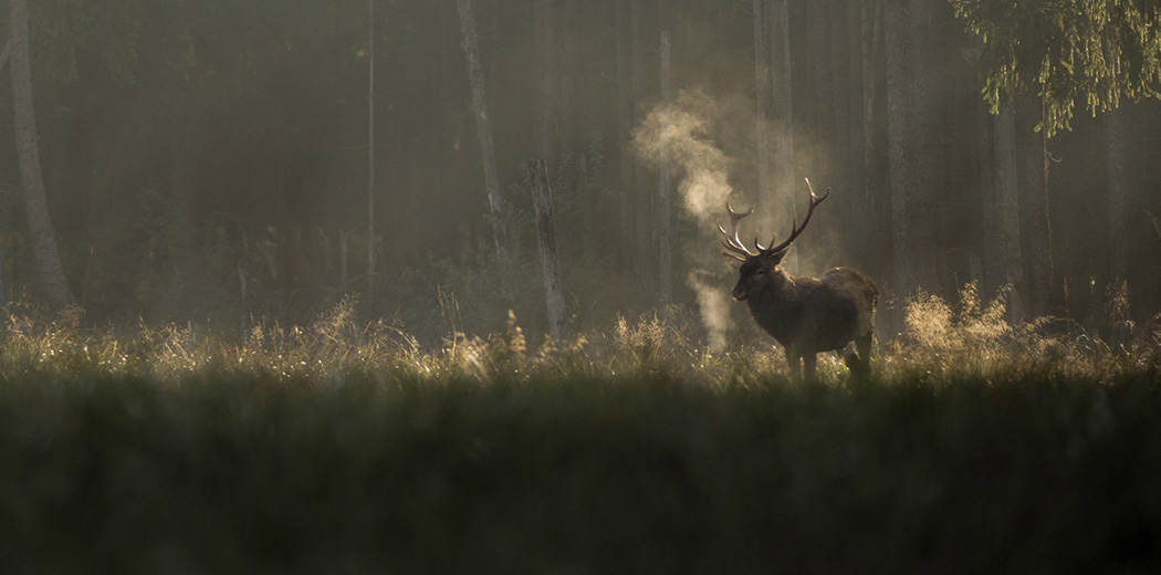Whispers in the Woods